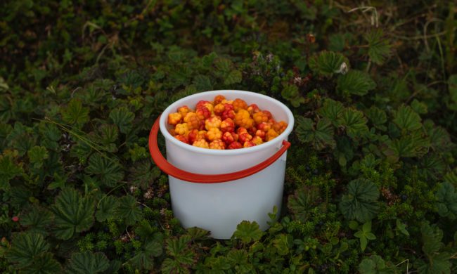 A white plastic bucket with a red handle filled with orange-red berries called cloudberries sits in on grass covered ground.
