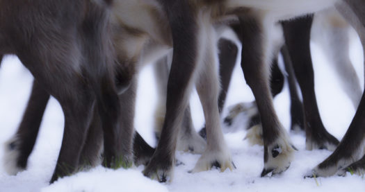 Close up of the legs of a reindeer herd standing in snow.