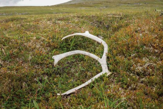 Reindeer antlers placed on a grass-covered plain in daytime.